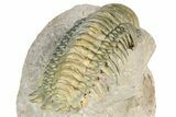 Flying Crotalocephalina Trilobite - Atchana, Morocco #359227-4